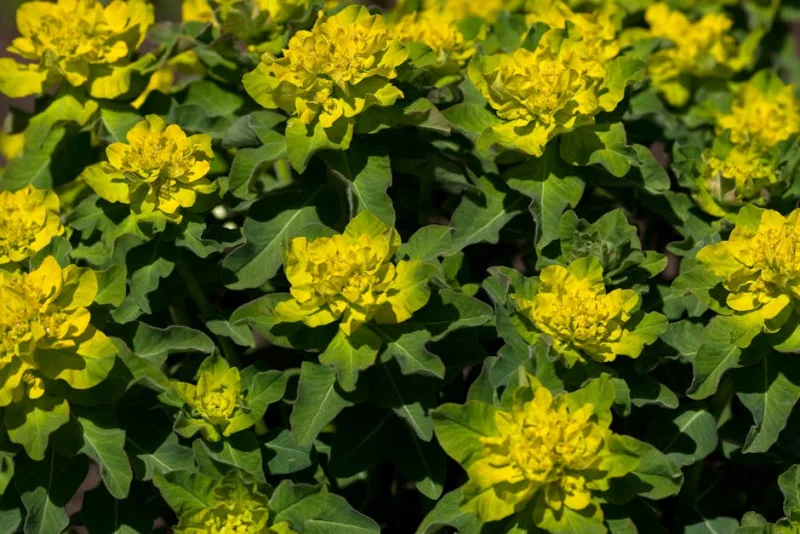 Euphorbia Polychroma - Euphorbia polychroma