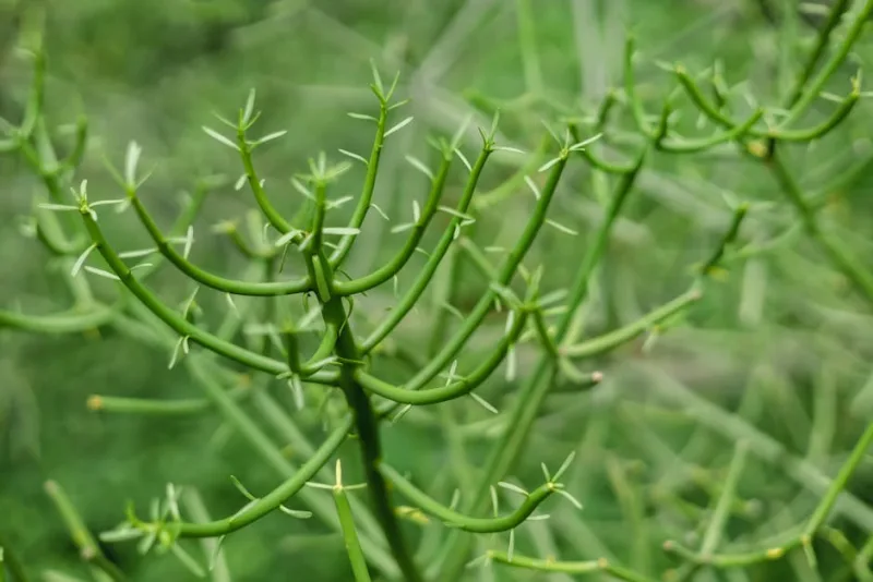 Euphorbia Tirucalli - Euphorbia tirucalli