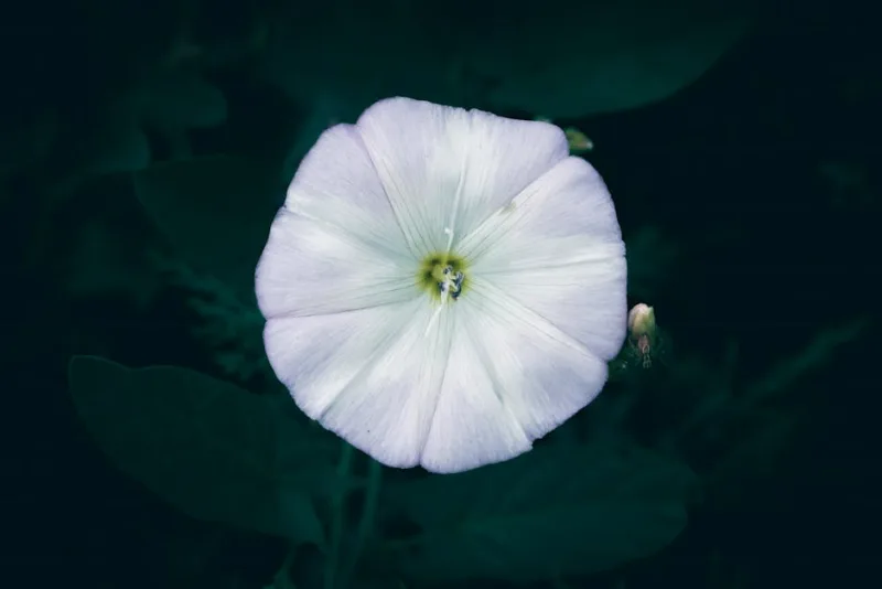 Evolvulus Blue Daze - Evolvulus glomeratus
