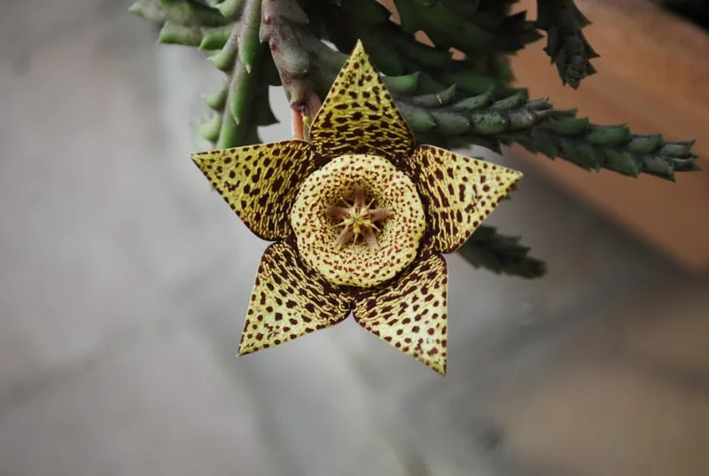Faucaria - Faucaria tigrina
