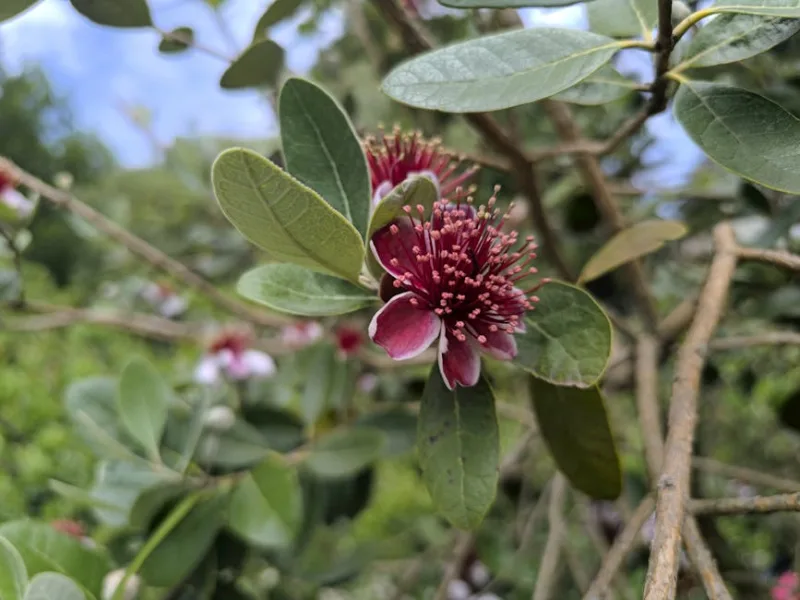 Feijoa - Acca sellowiana