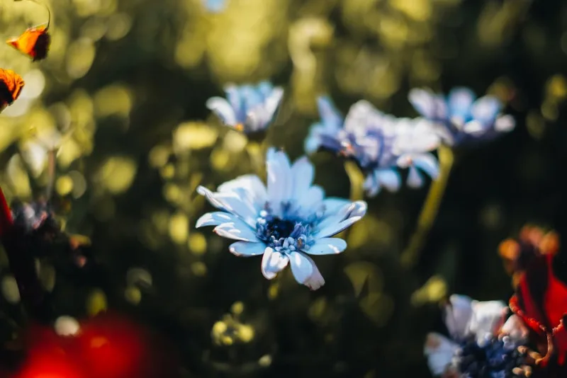 Felicia - Felicia amelloides