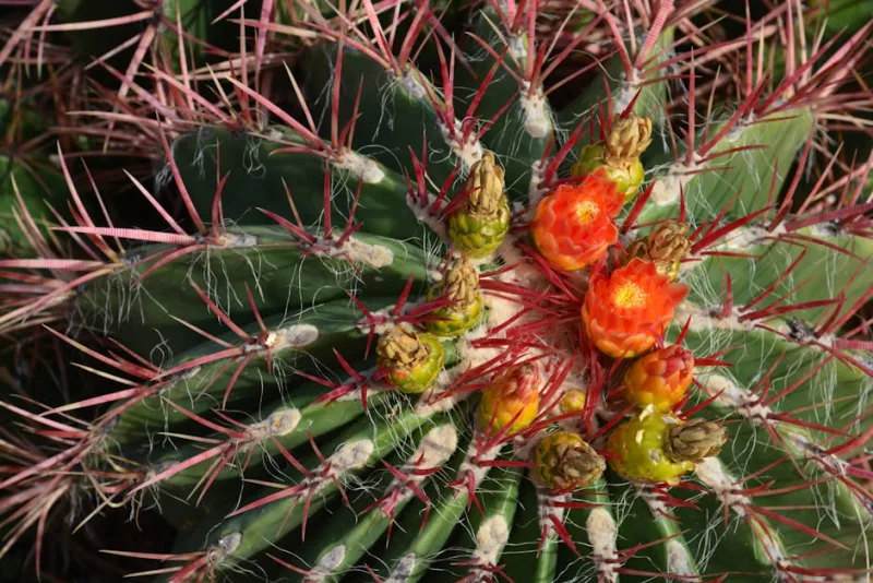 Ferocactus - Ferocactus latispinus