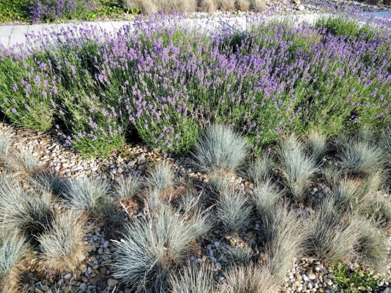 Festuca Elijah Blue - Festuca glauca 'Elijah Blue'