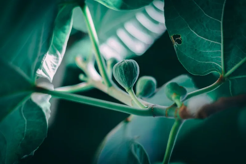 Fico in Fiore - Ficus carica