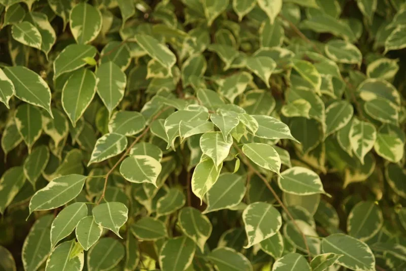 Ficus Benjamin - Ficus benjamina