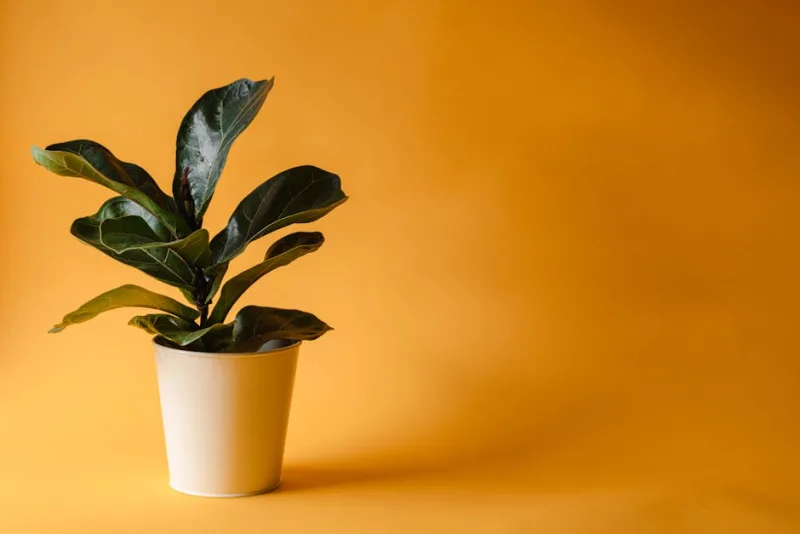 Ficus Lyrata Fiori - Ficus lyrata
