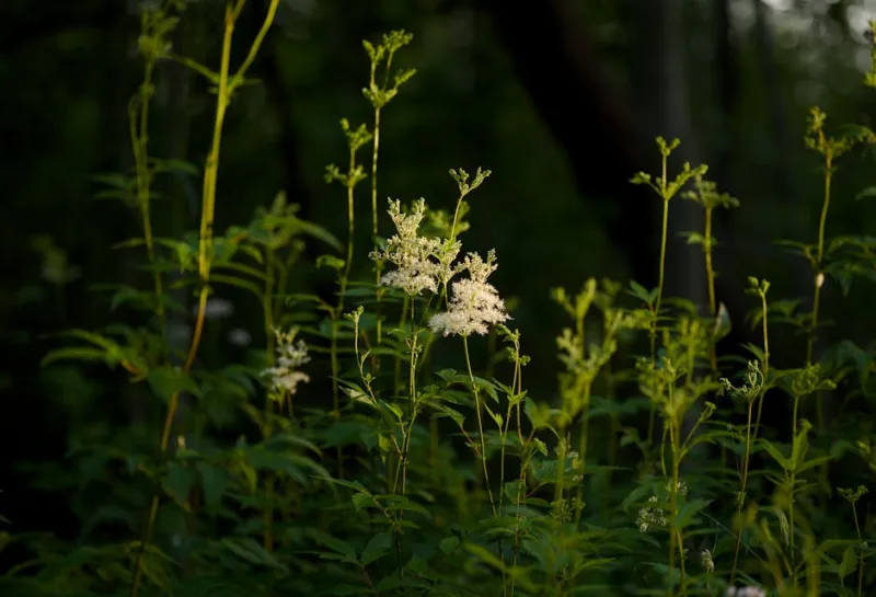 Filipendula Ulmaria - Filipendula ulmaria