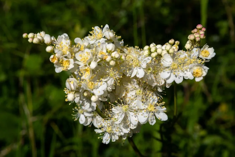 Filipendula - Filipendula rubra