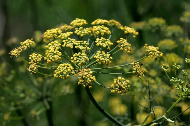 Finocchietto Selvatico - Foeniculum vulgare