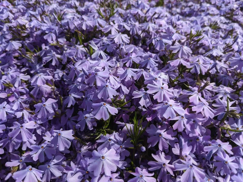 Flox Strisciante - Phlox subulata