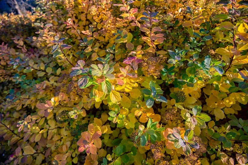 Fothergilla - Fothergilla gardenii