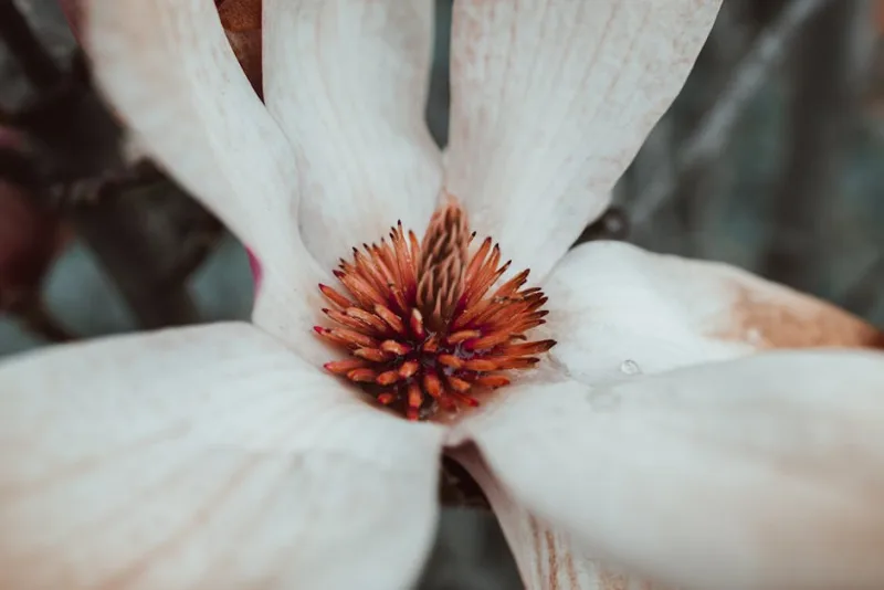 Franklinia Alatamaha - Franklinia alatamaha