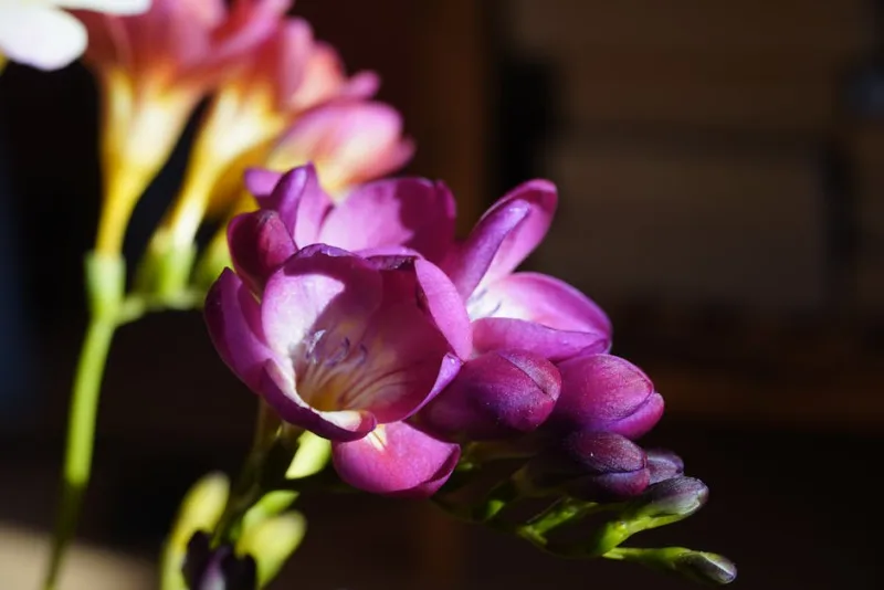 Freesia Refracta Mix - Freesia refracta