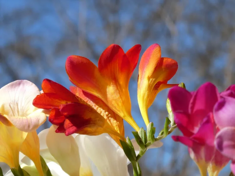 Fresia - Freesia spp.