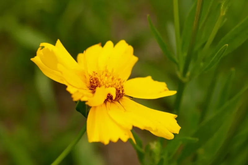 Freylinia - Freylinia lanceolata