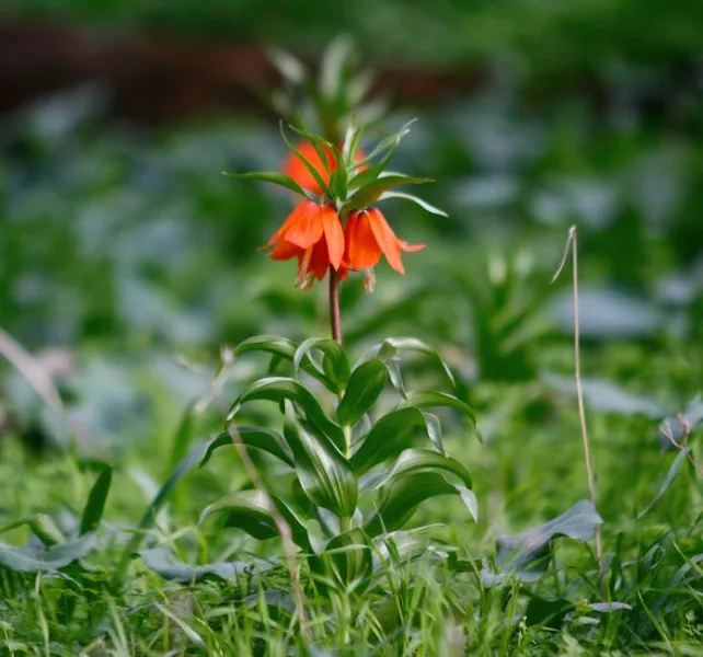 Fritillaria Imperialis - Fritillaria imperialis