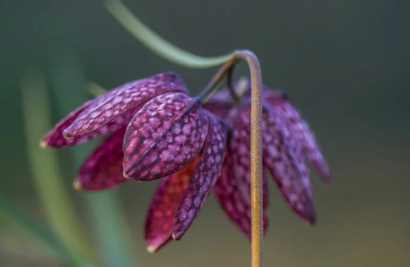 Fritillaria Meleagris - Fritillaria meleagris