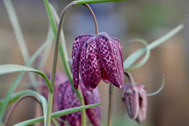 Fritillaria Persica - Fritillaria persica