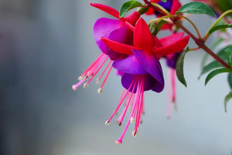Fuchsia Magellanica - Fuchsia magellanica