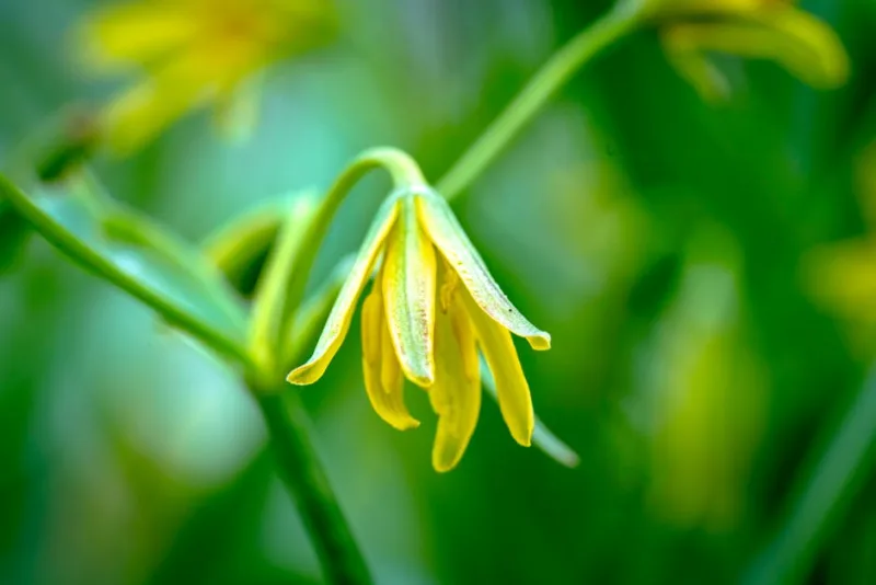 Gagea Lutea - Gagea lutea