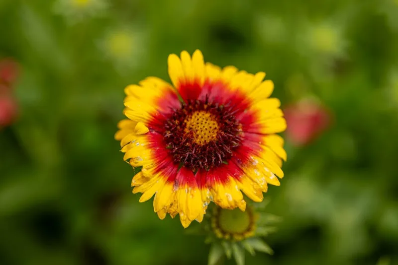 Gaillardia - Gaillardia × grandiflora