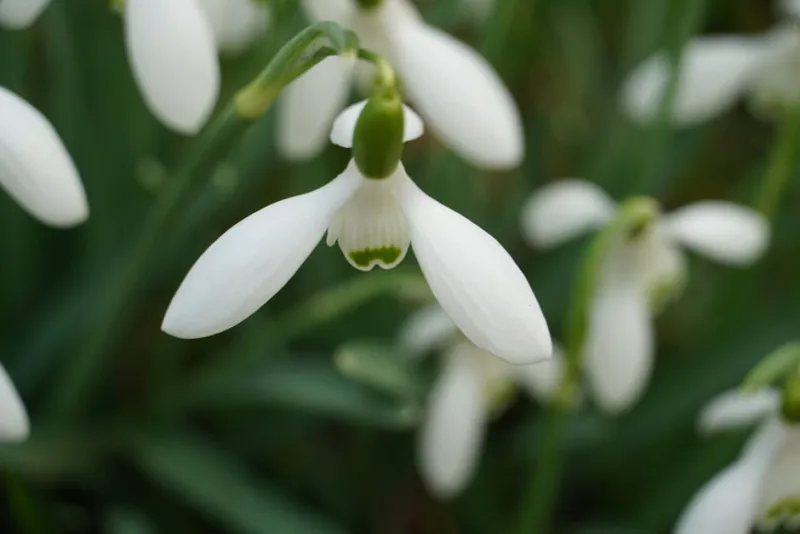 Galanthus Elwesii - Galanthus elwesii