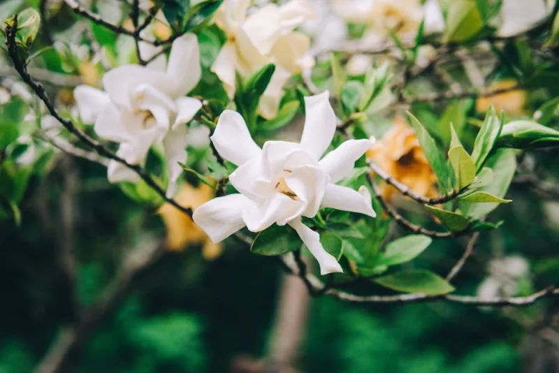 Gardenia Radicans - Gardenia jasminoides 'Radicans'