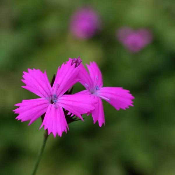 Garofanino dei Certosini - Dianthus carthusianorum
