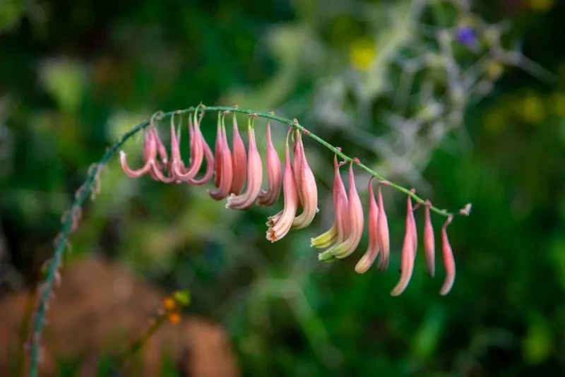 Gasteria Little Warty - Gasteria 'Little Warty'