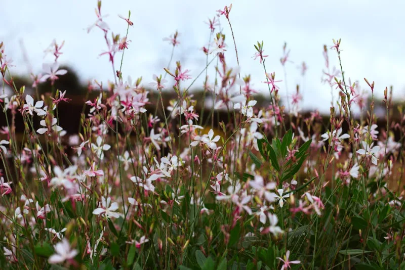 Gaura Ballerina Rose - Gaura lindheimeri 'Ballerina Rose'