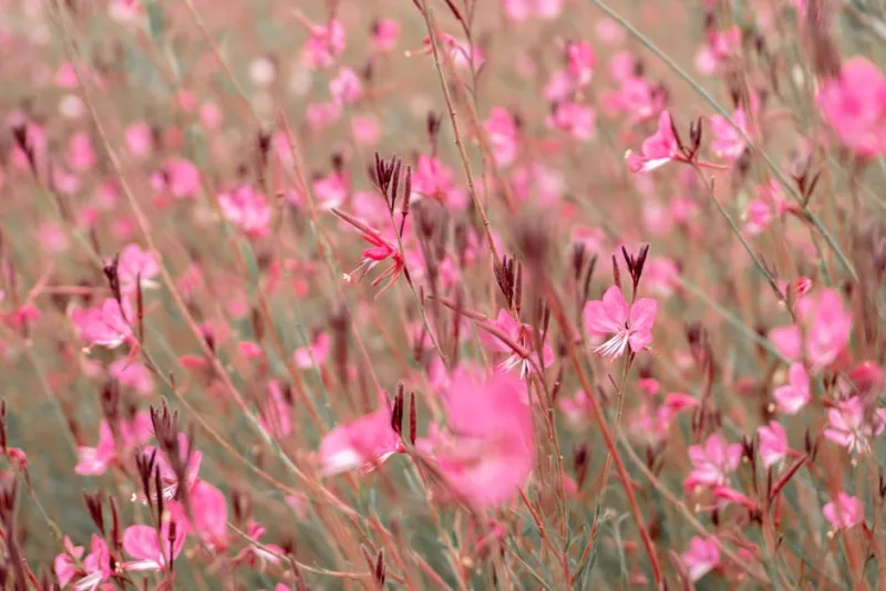 Gaura Sparkle White - Oenothera lindheimeri 'Sparkle White'