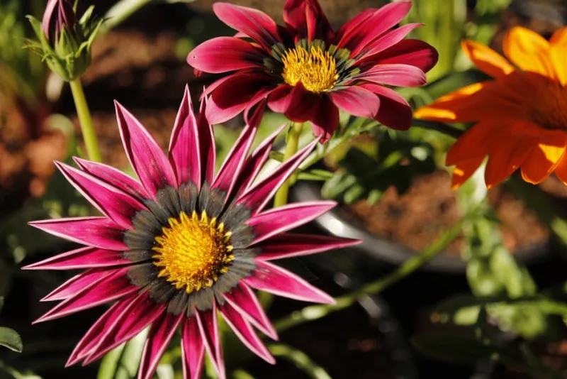 Gazania Daybreak - Gazania 'Daybreak'