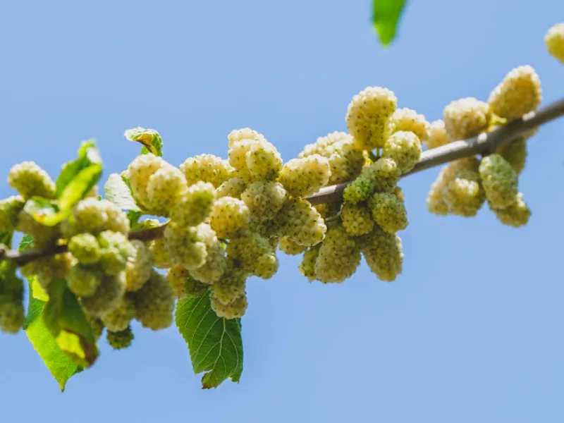 Gelso in Fiore - Morus alba