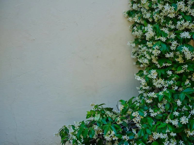 Gelsomino Stellato - Trachelospermum jasminoides
