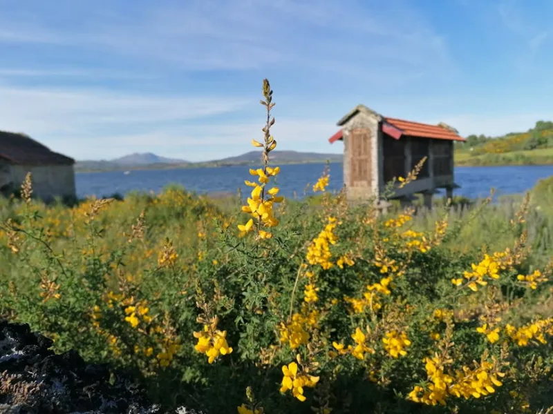 Genista Lydia - Genista lydia