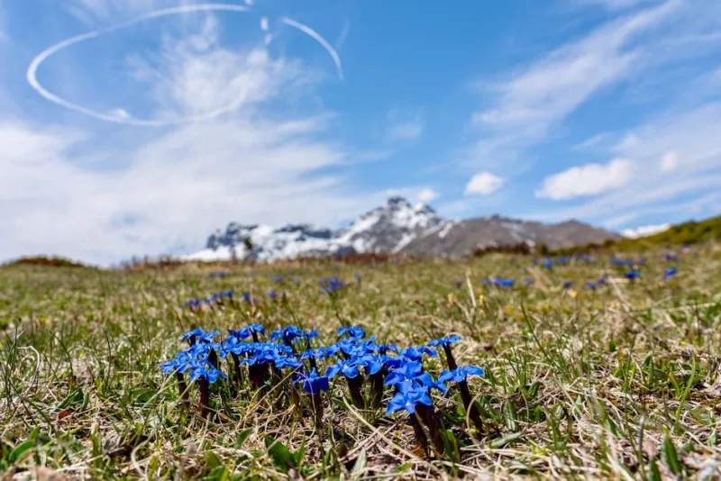 Gentiana Pneumonanthe - Gentiana pneumonanthe