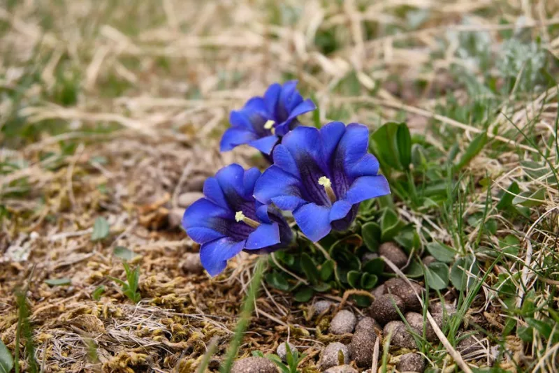 Gentiana Sino-Ornata - Gentiana sino-ornata