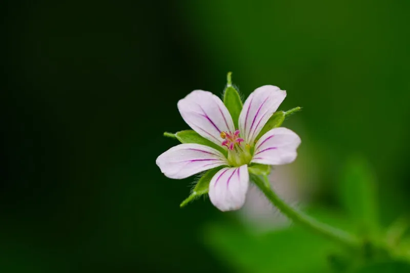 Geranio Cantabrigiense - Geranium × cantabrigiense