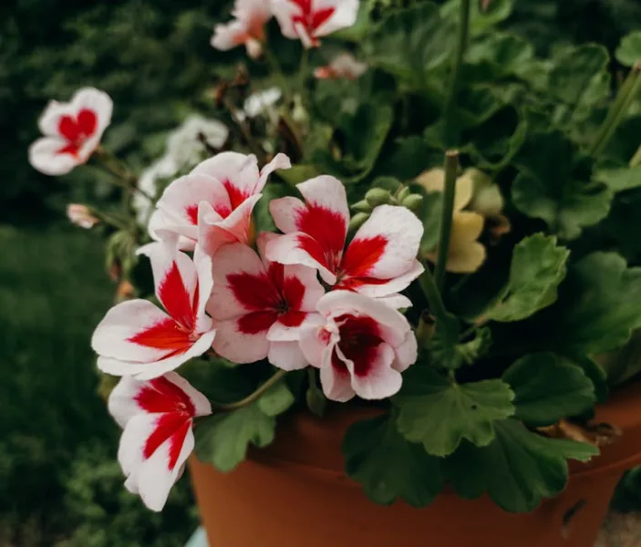 Geranio Odoroso Limone - Pelargonium crispum