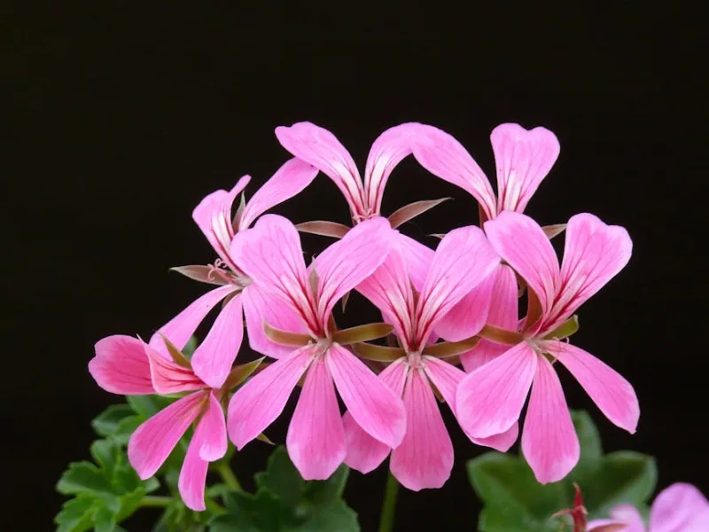 Geranio Parigino - Pelargonium peltatum