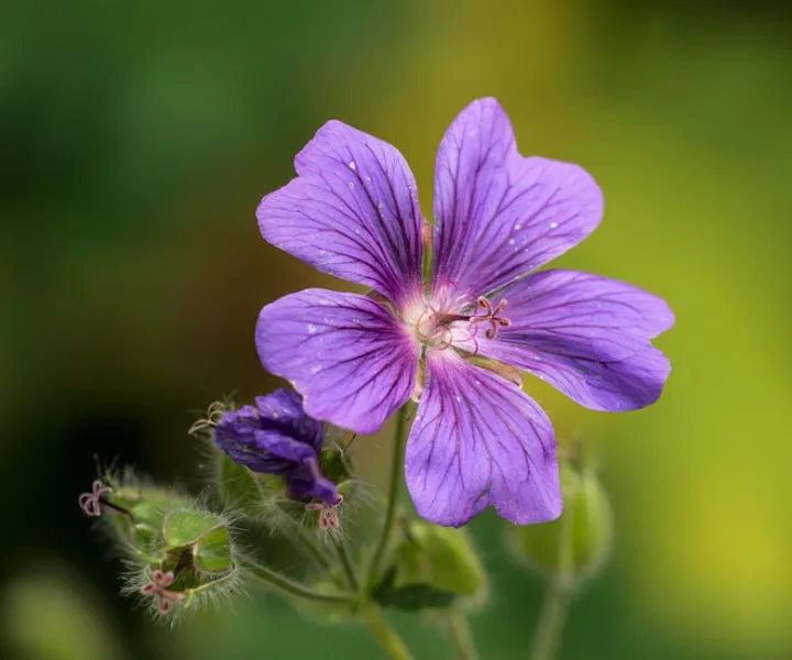 Geranio Phaeum - Geranium phaeum