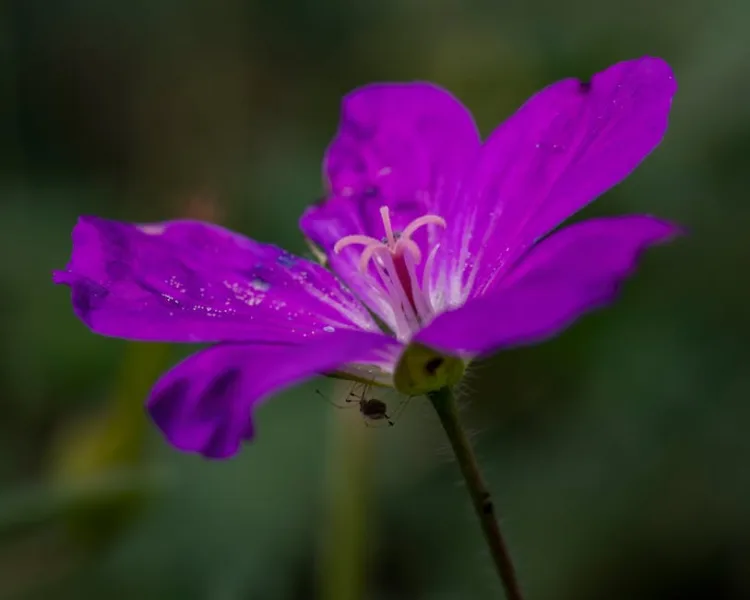 Geranio Sanguineo - Geranium sanguineum