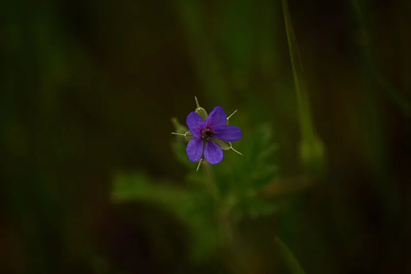 Geranio Selvatico - Geranium sylvaticum