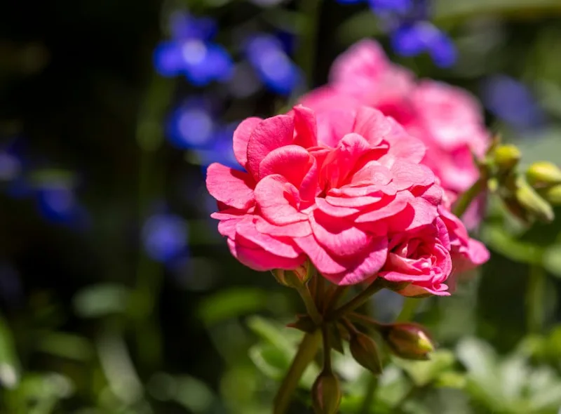 Geranio Zonale Salmone - Pelargonium zonale 'Salmone'