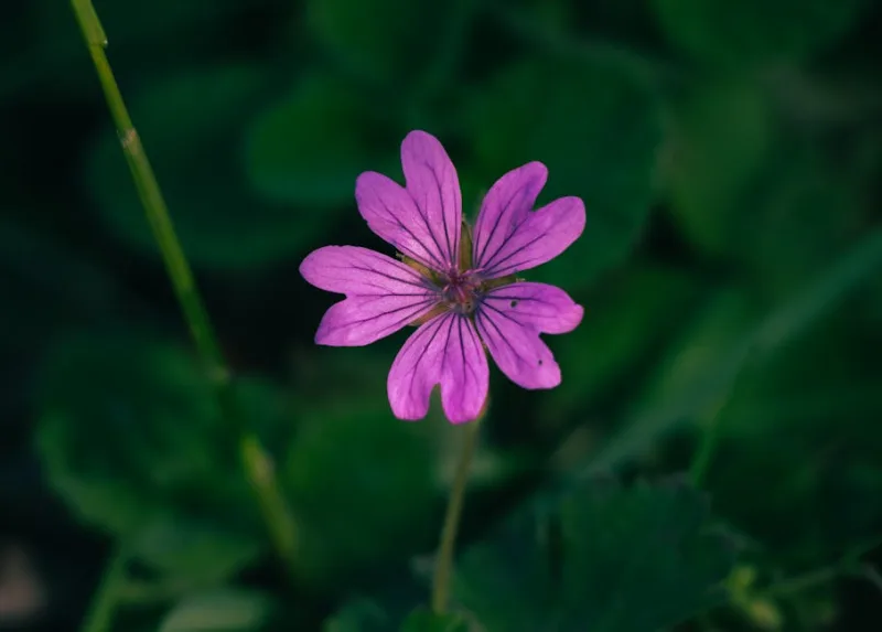 Geranium Brookside - Geranium 'Brookside'