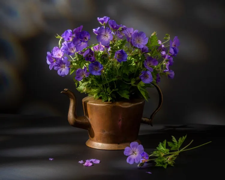 Geranium Himalayense - Geranium himalayense