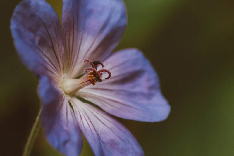 Geranium Johnson's Blue - Geranium 'Johnson's Blue'