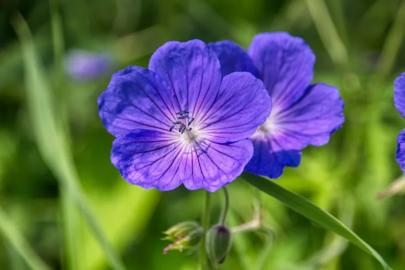 Geranium Orion - Geranium 'Orion'