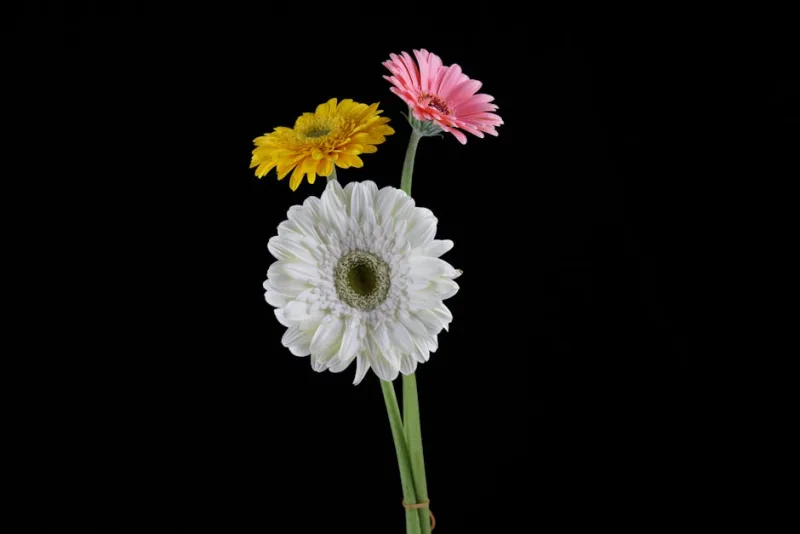 Gerbera Garvinea - Gerbera 'Garvinea'